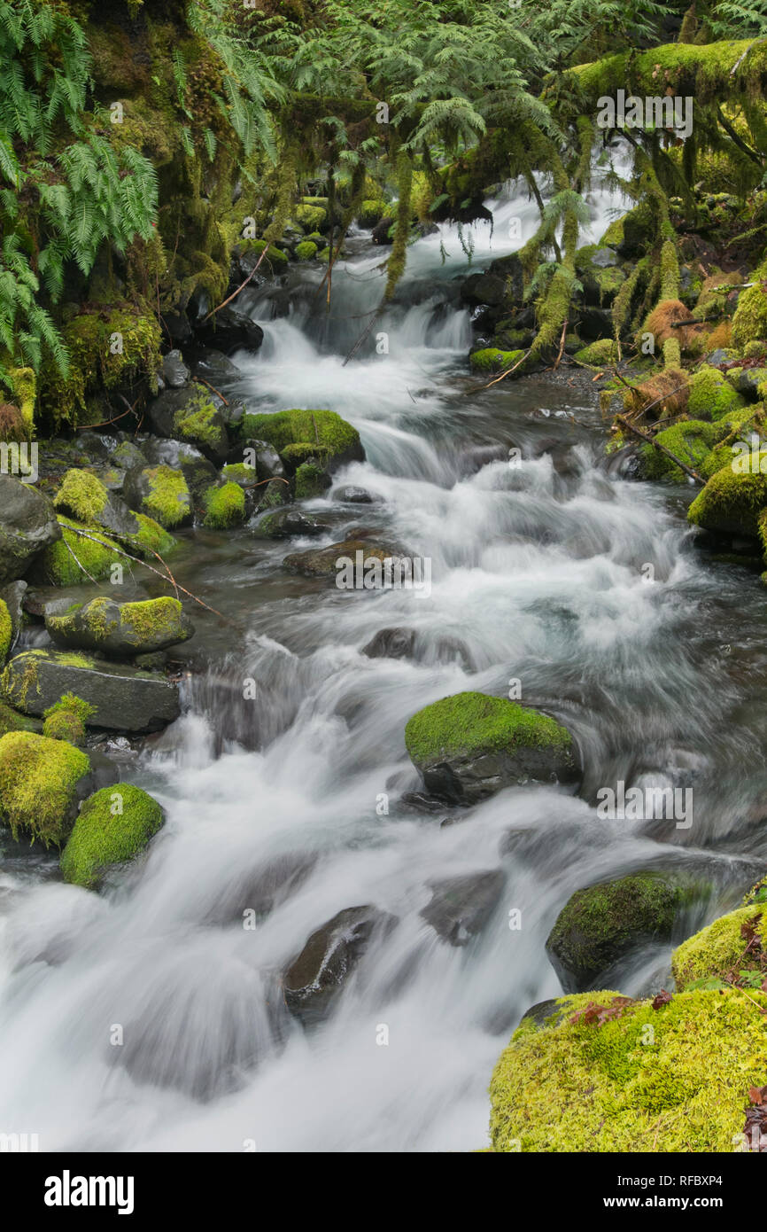 Cascada sin nombre, Olympic National Park, Washington Foto de stock