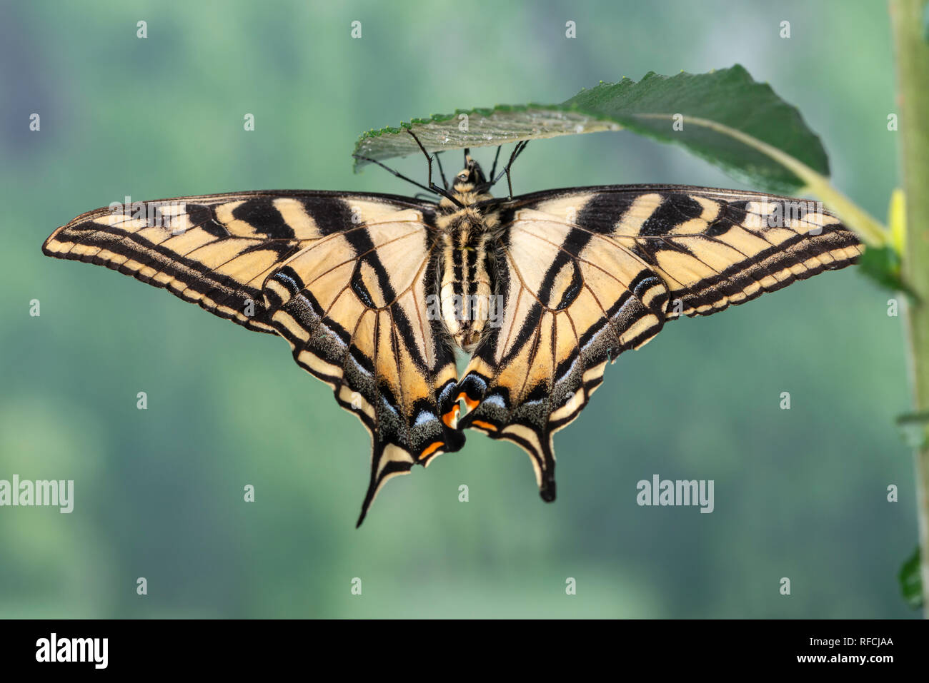 Especie de tigre mariposas Papilionidae colgando de una hoja de sauce - bajo vista lateral Foto de stock