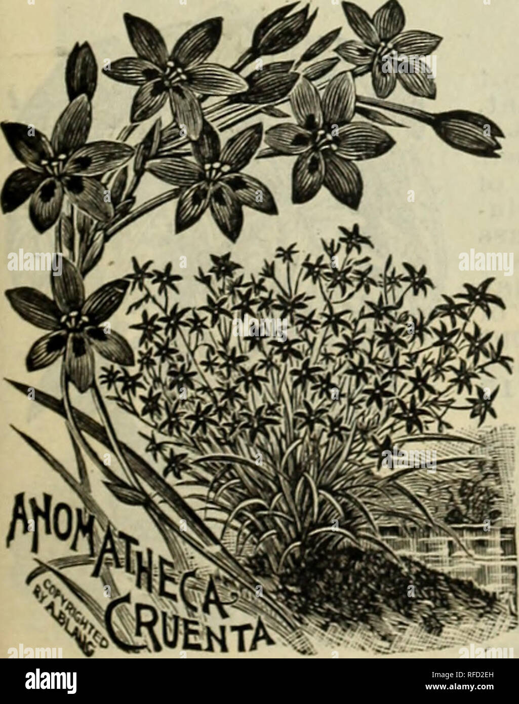 Las Plantas De Forraje Y Hierbas Vegetales Y Semillas De Flores Plantas Bulbos Y Semillas De Patatas Viveros En Nueva York Estado Catalogos Catalogos De Semillas Pastos Catalogos De Semillas