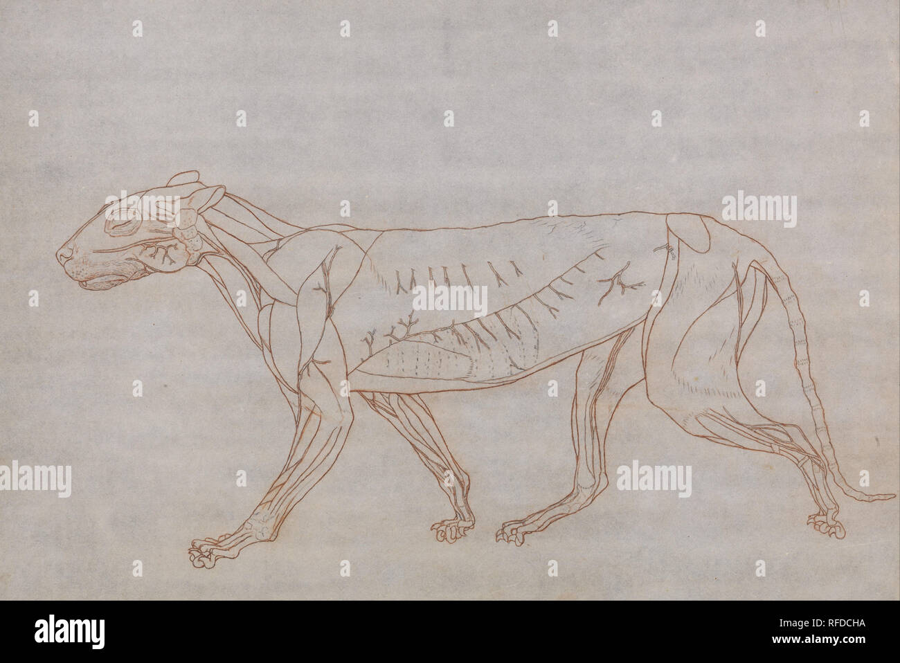 Una exposición comparativa de la estructura anatómica del cuerpo humano con la de un Tigre y un ave común: Tiger Cuerpo, vista lateral. Fecha/período: 1795 a 1806. Dibujo. Grafito y Tiza roja; verso: Grafito sobre una fina capa de crema, ligeramente texturado, tejió el papel. Altura: 352 mm (13,85); anchura: 527 mm (20.74"). Autor: George Stubbs. Foto de stock