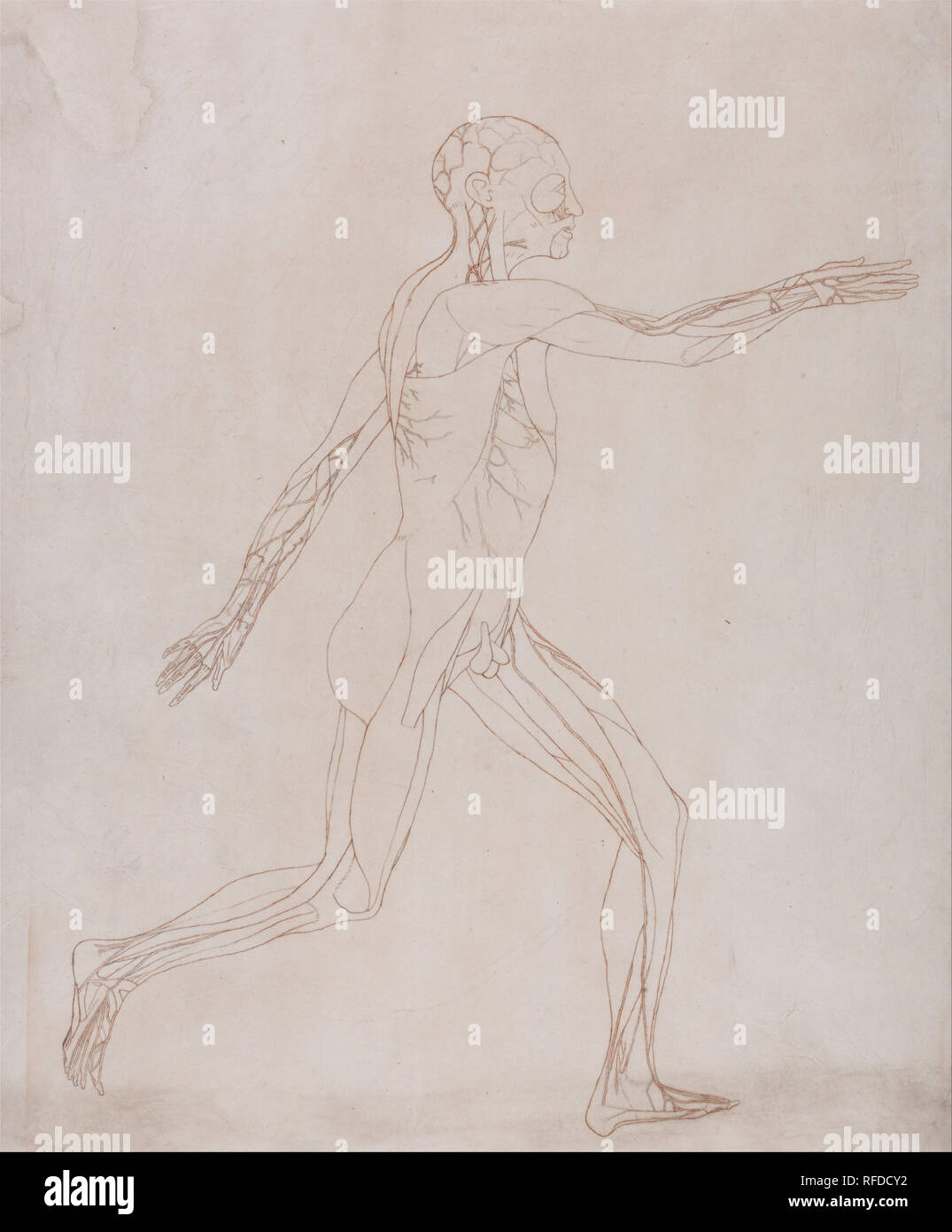 Una exposición comparativa de la estructura anatómica del cuerpo humano con la de un Tigre y un ave común: la figura humana, Vista Lateral (preparado para transferir a la placa de la figura clave para el cuadro XIII). Fecha/período: 1795 a 1806. Dibujo. Grafito y Tiza roja sobre crema, delgado, liso, tejió papel revestido con papel japonés. Altura: 470 mm (18.50); anchura: 387 mm (15,23). Autor: George Stubbs. Foto de stock