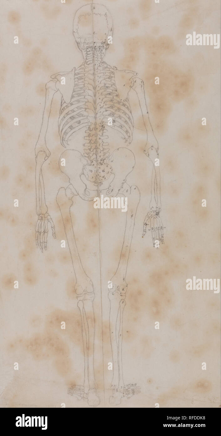 Una exposición comparativa de la estructura anatómica del cuerpo humano con la de un Tigre y un ave común: esqueleto humano, Vista Posterior (quizás el primero de los estudios del esqueleto). Fecha/período: 1795 a 1806. Dibujo. Grafito en crema, delgado, liso, tejió el papel. Altura: 470 mm (18.50); anchura: 260 mm (10.23"). Autor: George Stubbs. Foto de stock