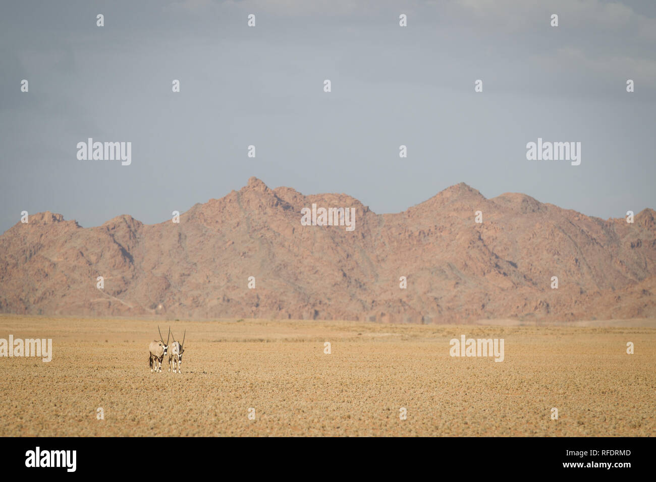 El místico desierto de dunas y paisajes del Parque Nacional Namib-Naukluft hacer un hermoso día de viaje de Sesriem camp en el borde del Namib Foto de stock