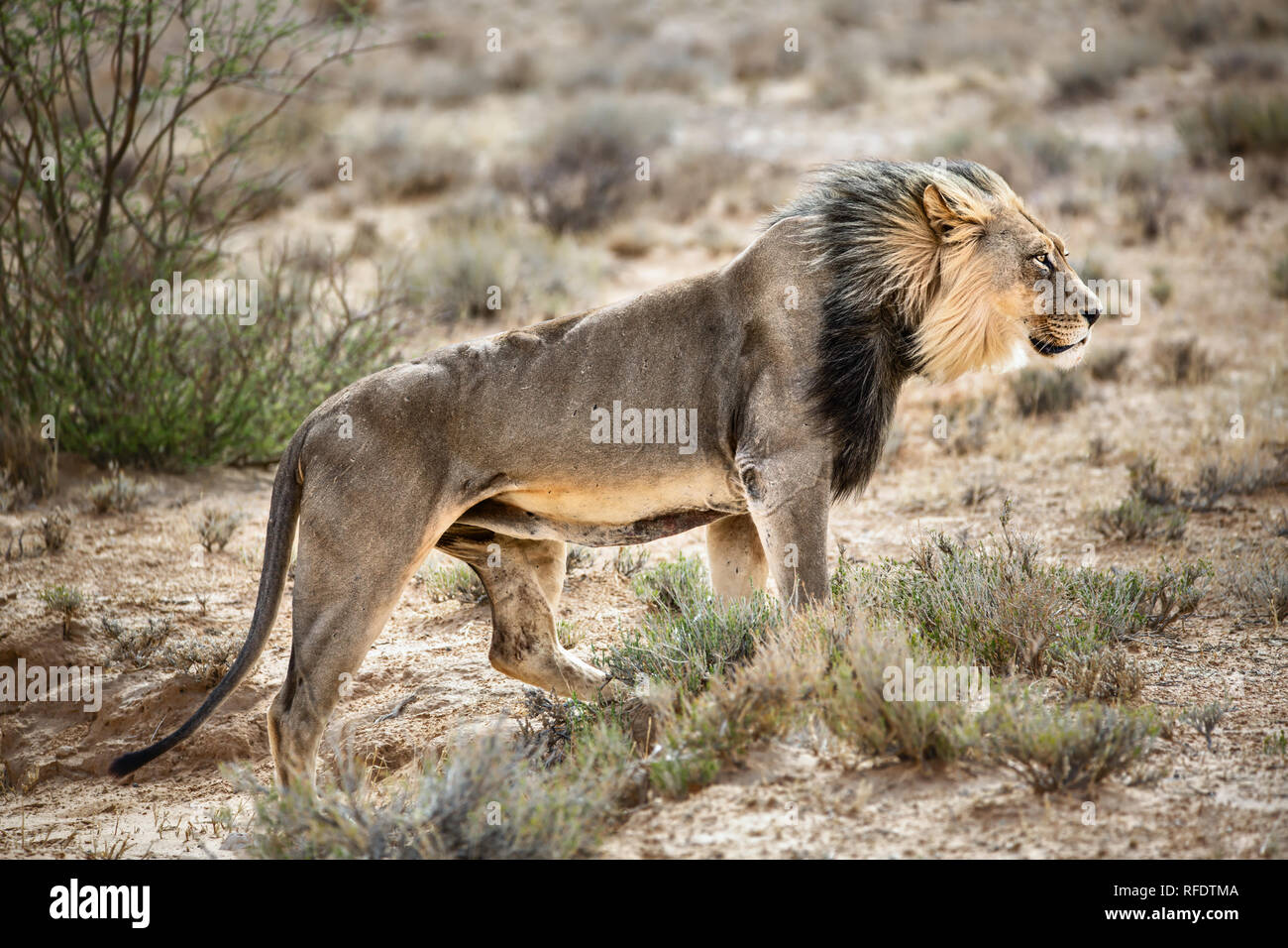 León macho caminando muy enfocados en el Kgalagadi desierto directamente hacia el viento. Panthera leo Foto de stock