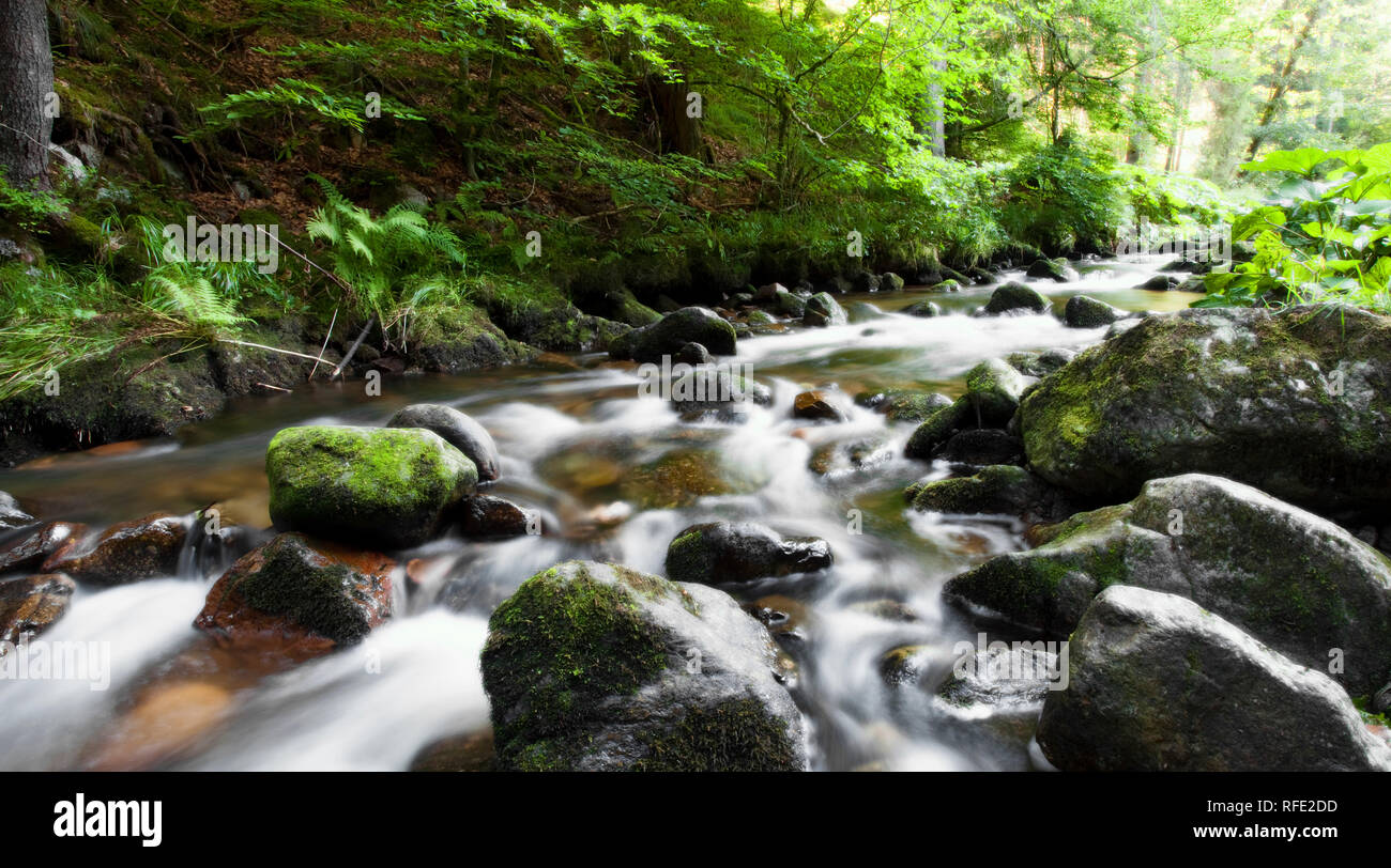 River en el bosque Foto de stock