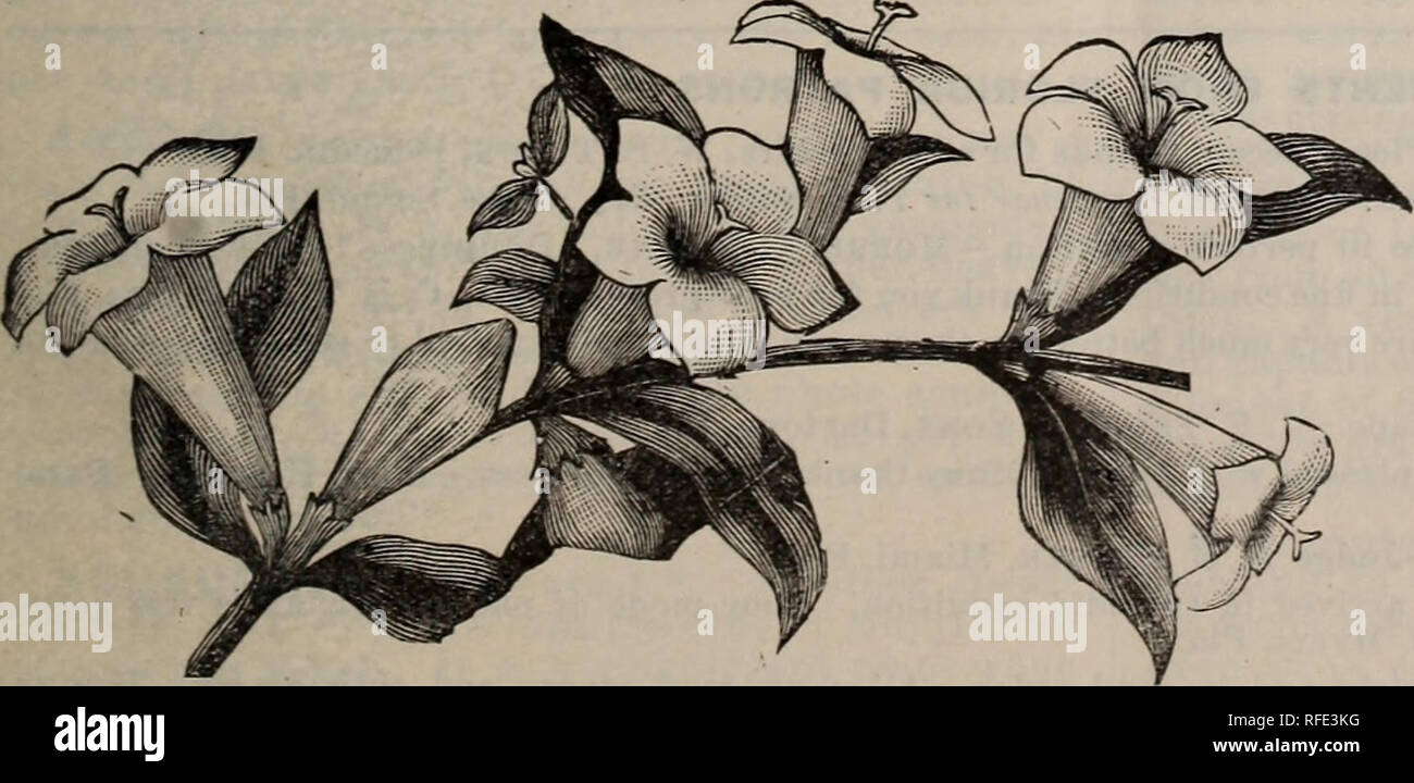 Plantas autóctonas y exóticas, árboles &Amp; arbustos. Viveros Catálogos de Florida; viveros (horticultura) Catálogos de Florida; catálogos de plantas tropicales, palmeras, árboles frutales plántulas catálogos catálogos; Plantas ornamentales, catálogos ... Plantas autóctonas y exóticas, árboles &Amp; arbustos. Viveros Catálogos de Florida; viveros (horticultura) Catálogos de Florida; catálogos de plantas tropicales, palmeras, árboles frutales plántulas catálogos catálogos; Plantas ornamentales, catálogos ...