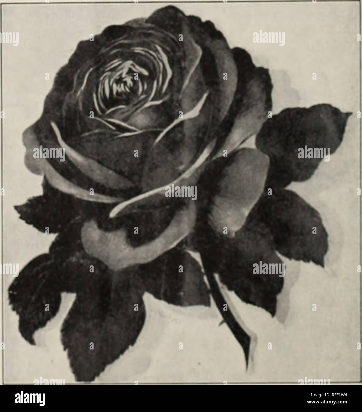 Catalogo 1902. Viveros de Indiana Cat logos de Richmond
