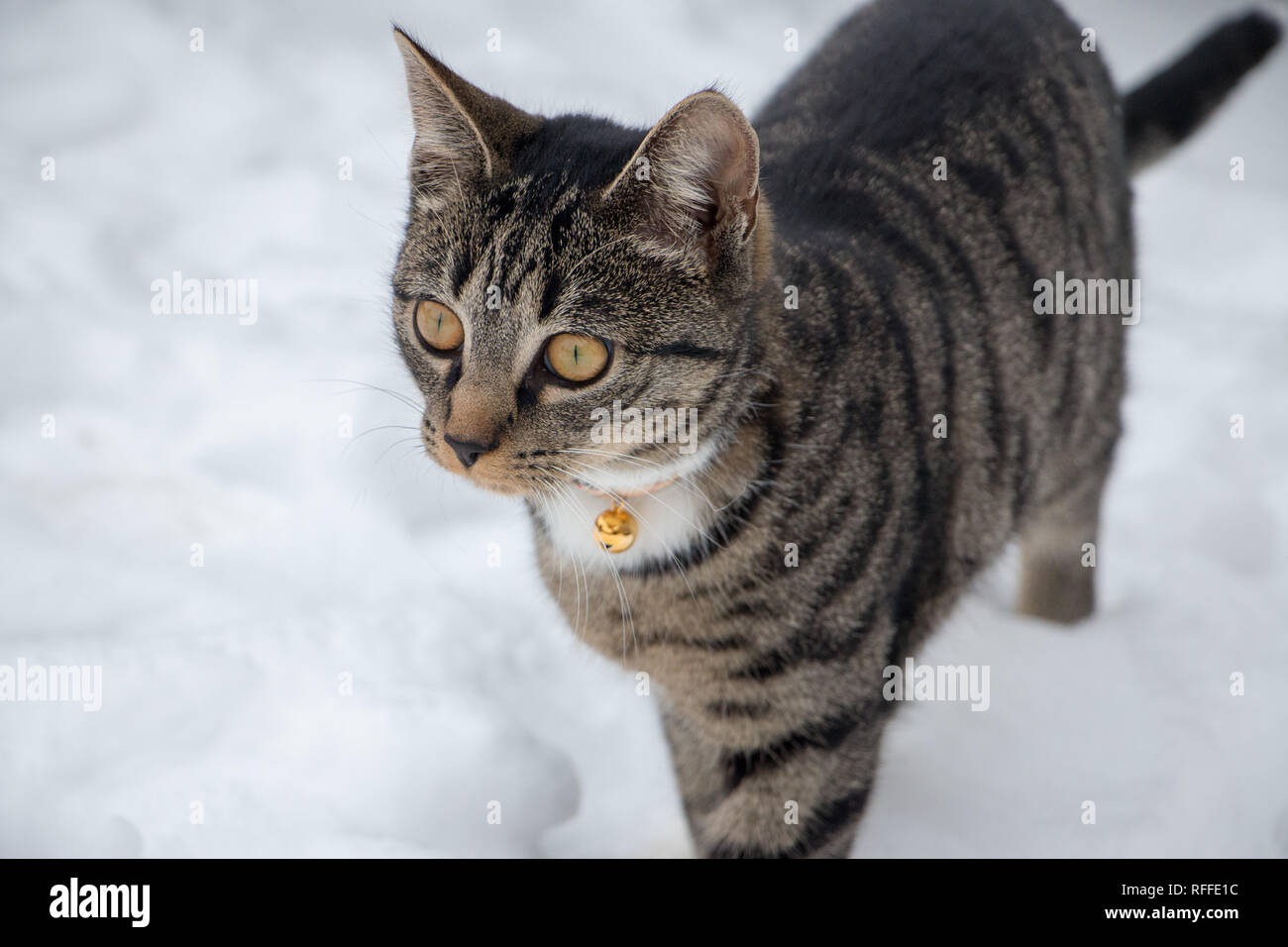 Tramo de gato en la nieve, pan europeo occidental pelo corto Fotografía de  stock - Alamy