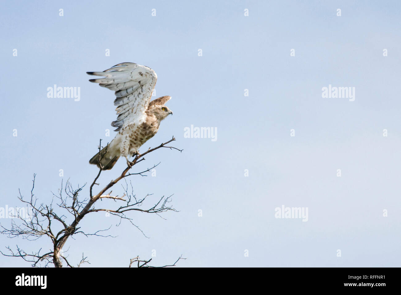 El águila serpiente de punta corta (Circaetus gallicus) esparciendo sus alas sobre el árbol. Foto de stock