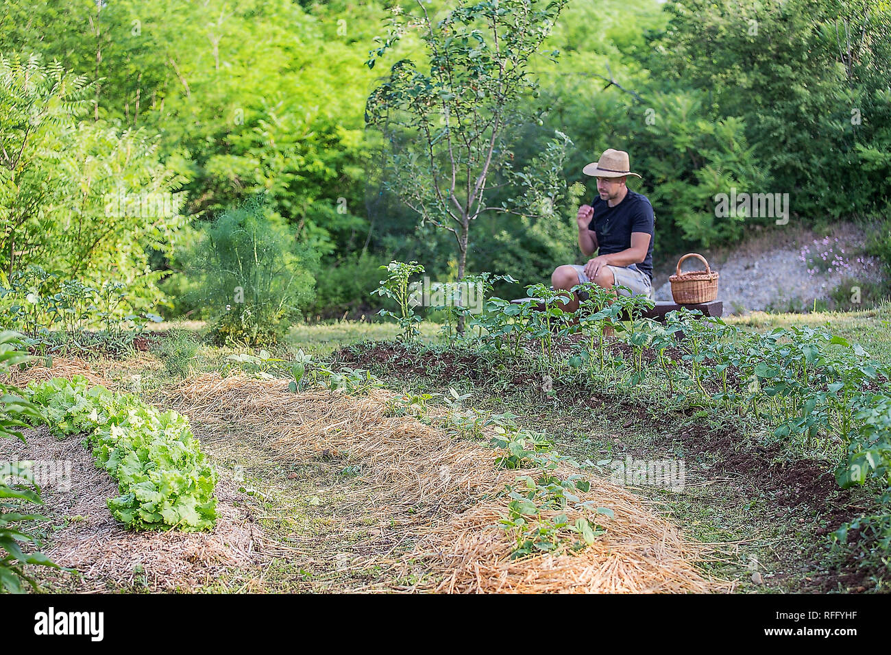 Hombre joven con sombrero trabaja en un jardín de vegetales cultivados en casa Foto de stock