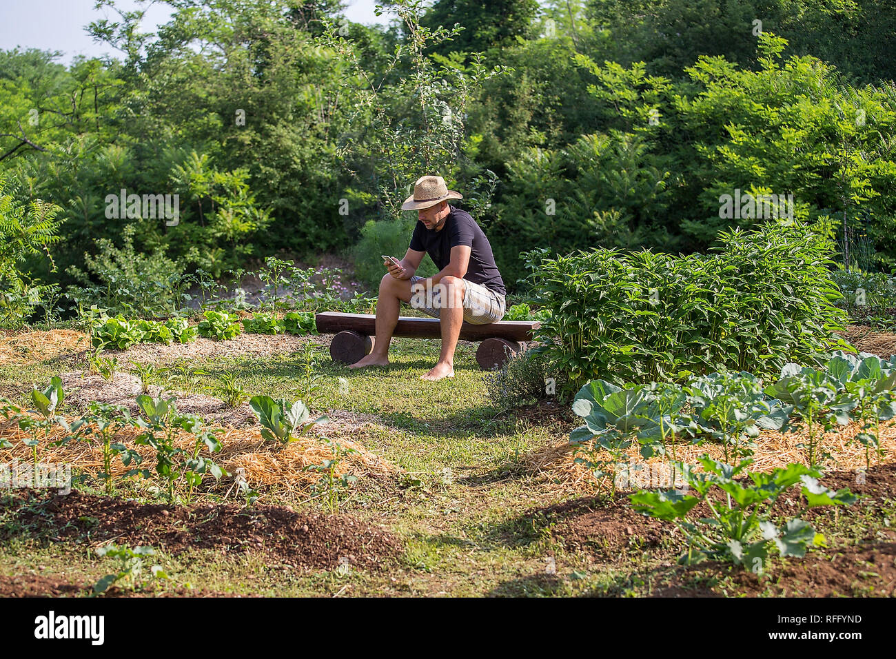 Hombre joven con sombrero trabaja en un jardín de vegetales cultivados en casa Foto de stock