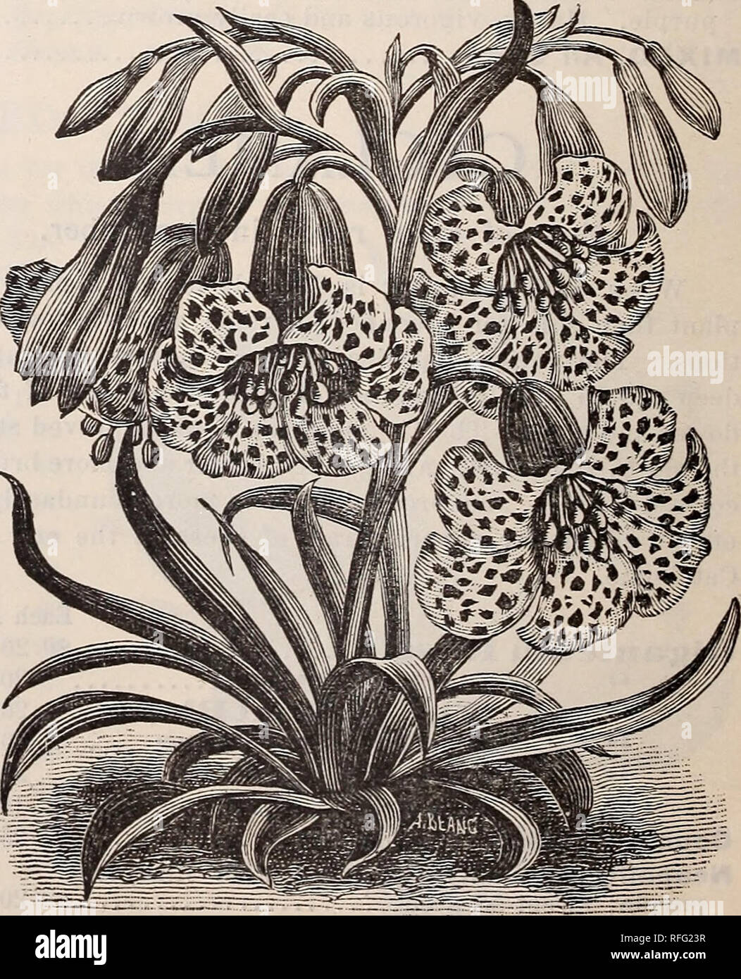 Floracion Raices Y Bulbos Para La Siembra En Otono De 1900 Viveros En Nueva York Estado Catalogos Lamparas Plantas Flores Catalogos Catalogos Flores Variegadas I1w Corona Imperial Maximus Amarillo Brillante