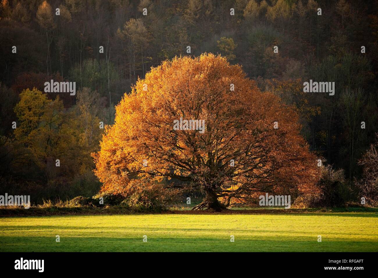 Un árbol de roble en otoño en el Ruhrauen, Hattingen, área de Ruhr, Renania del Norte-Westfalia, Alemania Foto de stock