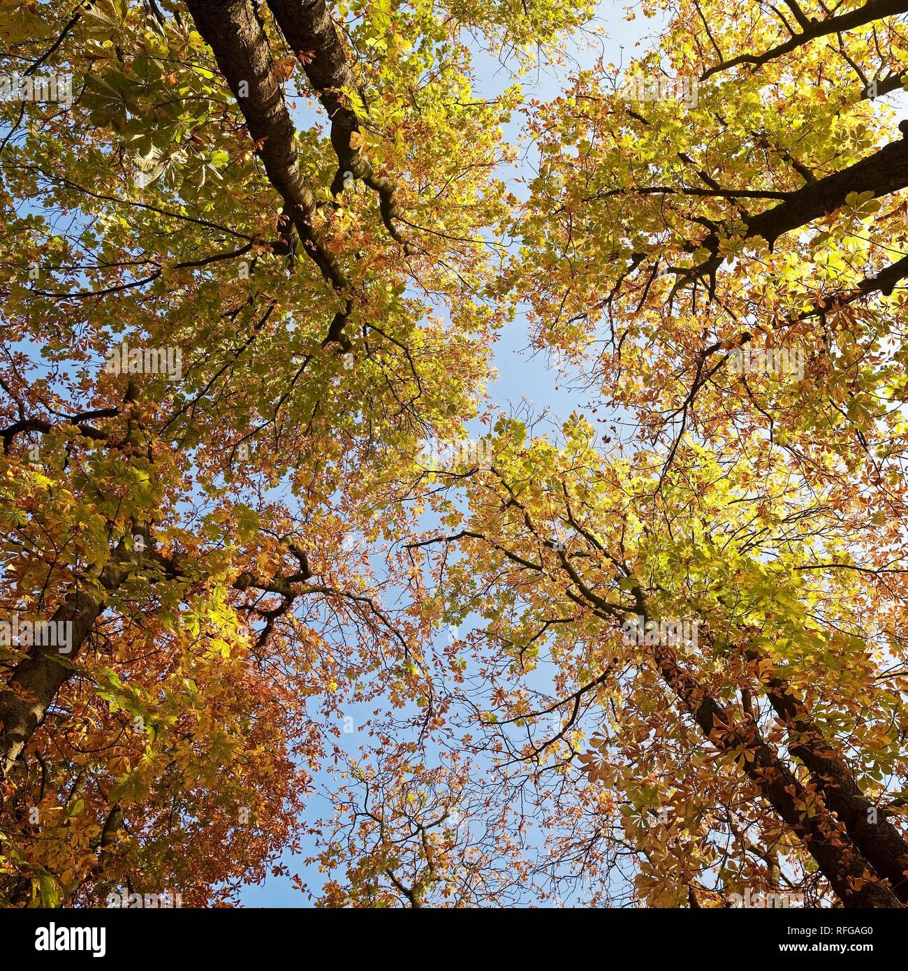 Ver a los árboles en el follaje de otoño, Witten, área de Ruhr, Renania del Norte-Westfalia, Alemania Foto de stock