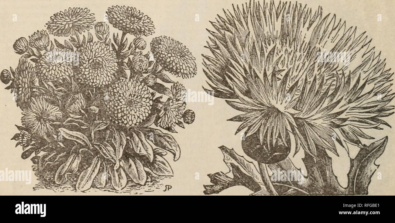 Guía Floral Del Parque De 1901 Viveros Catálogos De