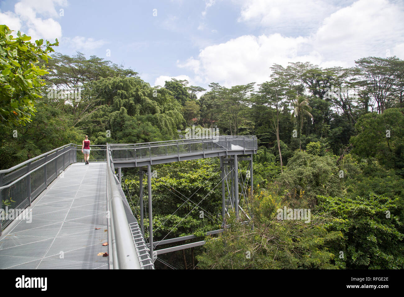 Southern Ridges Canopy Walk, Singapur Foto de stock