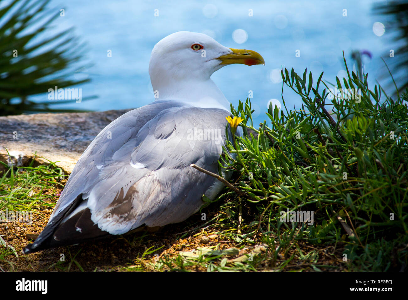 Una hermosa gaviota sentada sobre una roca, hojas de palma en ambos lados, y un borroso en el fondo del mar. Foto de stock