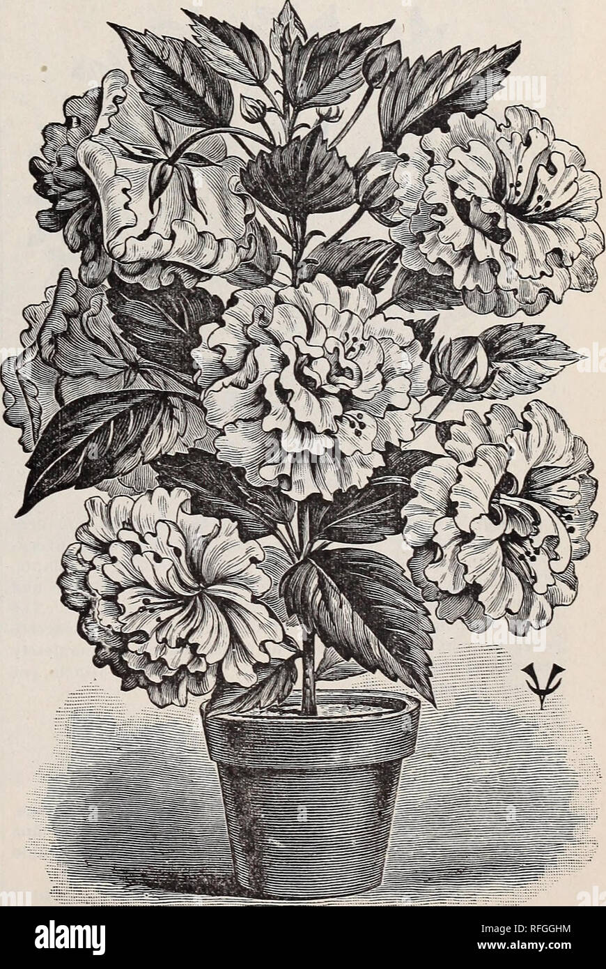 Gardenia buds fotografías e imágenes de alta resolución - Alamy