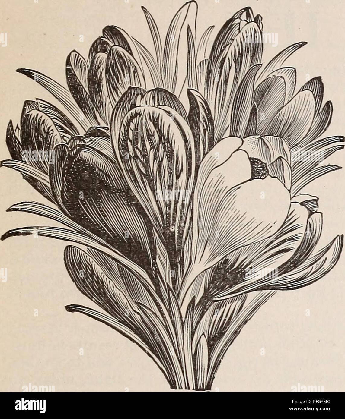 Catálogo de lámparas, árboles y arbustos para la siembra en otoño 