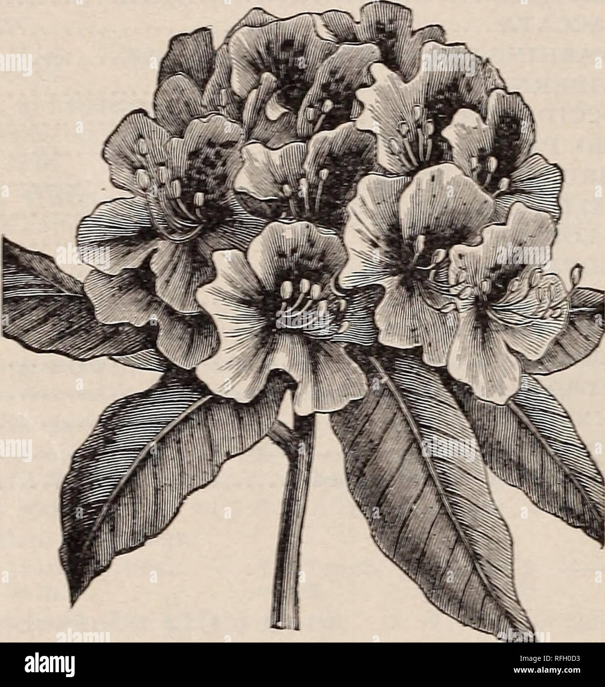 . Catálogo Descriptivo de árboles ornamentales, arbustos, enredaderas