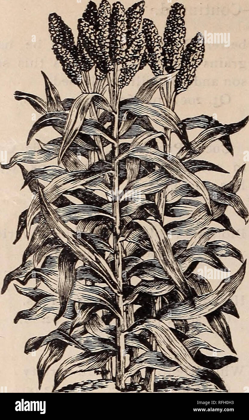 . Catálogo anual de McMillan fiables de semillas. Viveros Catálogos de Atlanta