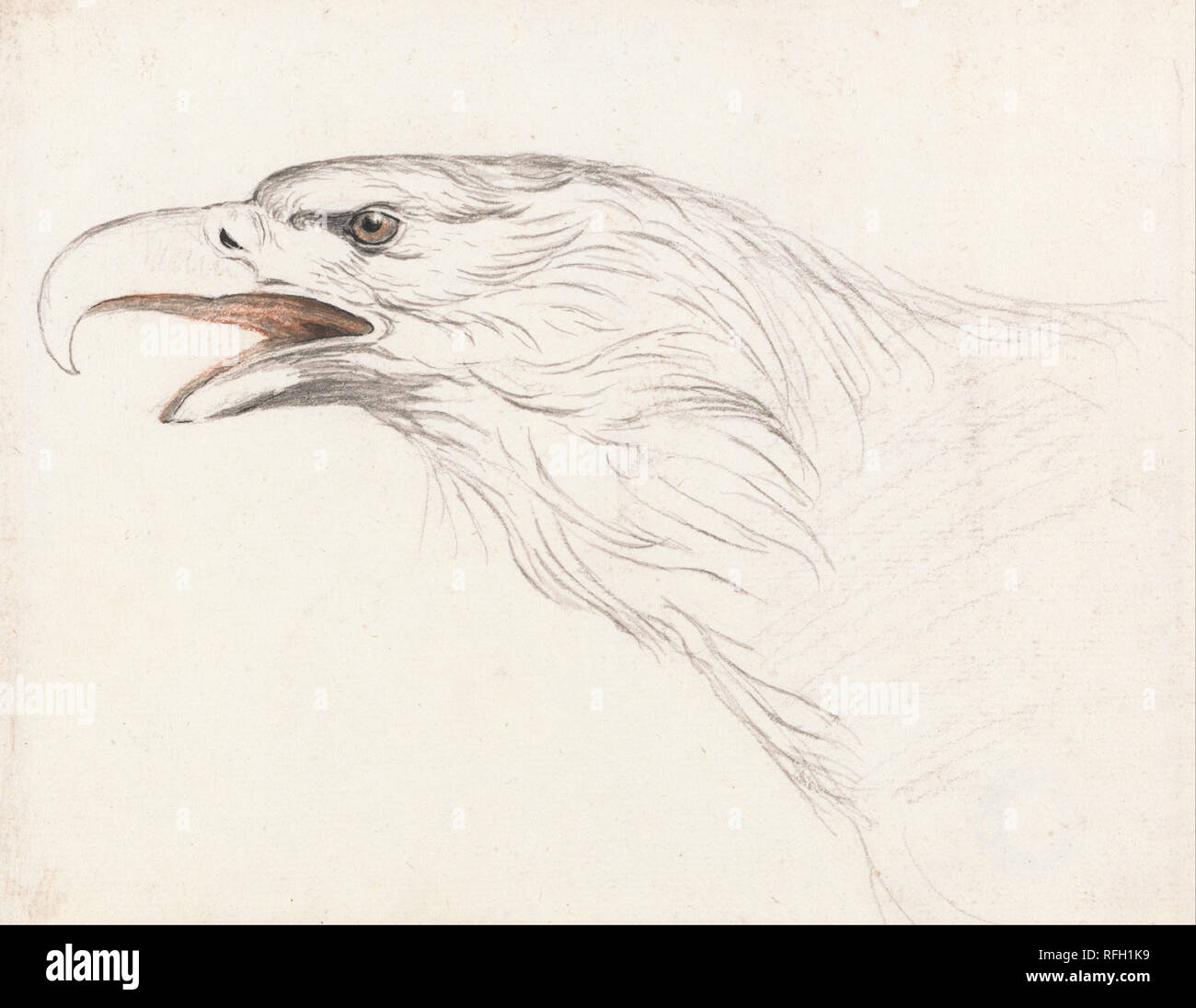 Cabeza de águila, mirando hacia la izquierda. Dibujo. Negro y rojo, la tiza  y el lápiz y tinta negra en medio, ligeramente texturado, sentado blanco de  papel. Altura: 165 mm ( in);