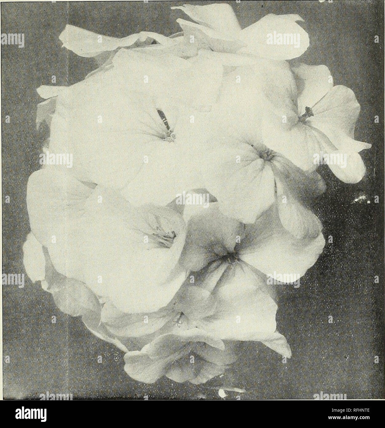 Febrero 1900 Viveros Horticultura Indiana Catálogos De