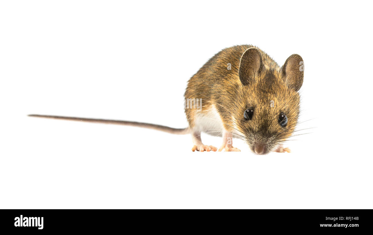 Temerosos de madera ratón (Apodemus sylvaticus) aislado sobre fondo blanco. Esta monada de ratón se encuentra mirando a través de la mayor parte de Europa y es un muy común y Foto de stock