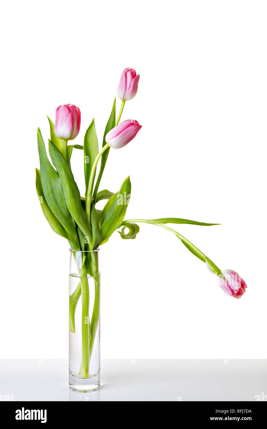 Rosa fresca tulip flores en florero. Fondo blanco con espacio de copia.  Bodegón floral minimalista Fotografía de stock - Alamy
