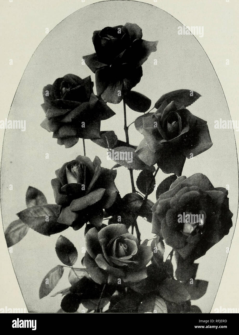 Libro ilustrado y descriptivo de campo cultivado, rosas de raíz propio para el pueblo. Viveros catálogos; California; flores rosas plántulas catálogos catálogos. California Rose Co., Los Angeles. 47 la libertad, el Libro ilustrado y descriptivo de campo cultivado, rosas de raíz propio para el pueblo. Viveros catálogos; California; flores rosas plántulas catálogos catálogos. California Rose Co., Los Angeles. 47 la libertad, el