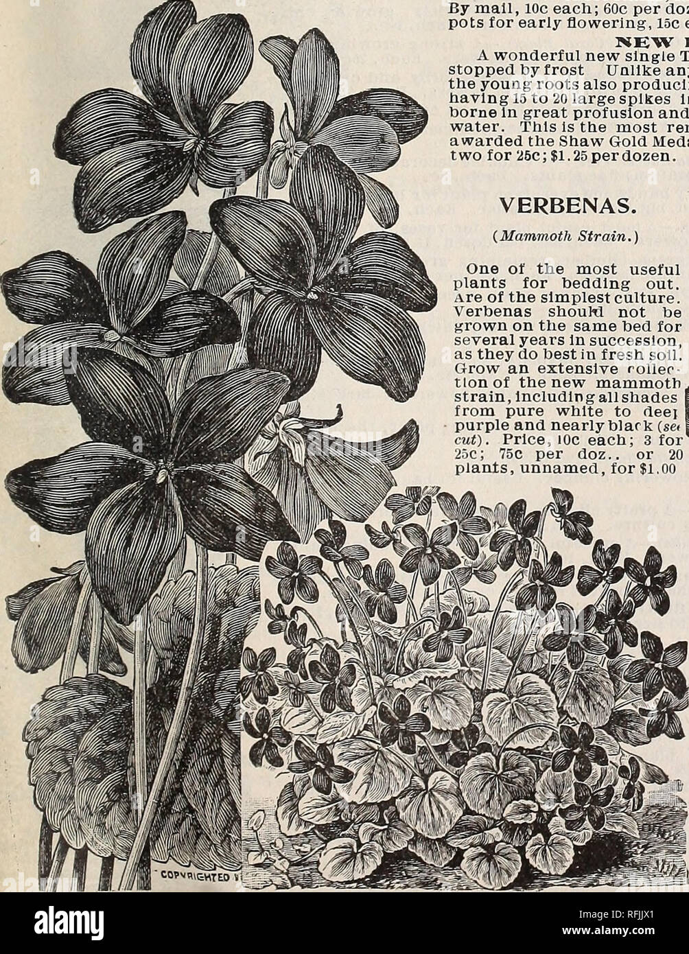 Catalogo Primavera 19 Viveros Horticultura Catalogos De Saint Louis En Missouri Lamparas Plantas Catalogos Catalogos Flores Catalogos De Semillas De Hortalizas Plantas Ornamentales Catalogos Fruto De Los Catalogos Nueva Ever Blooniing