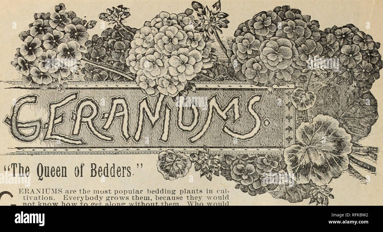 . Hermosas flores de la Calla invernaderos. Viveros (horticultura