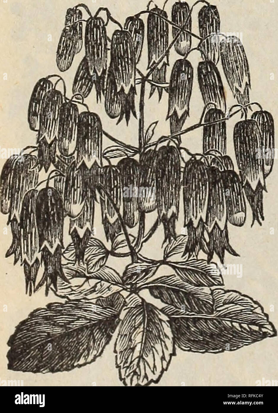 . Hermosas flores de la Calla invernaderos. Viveros (horticultura