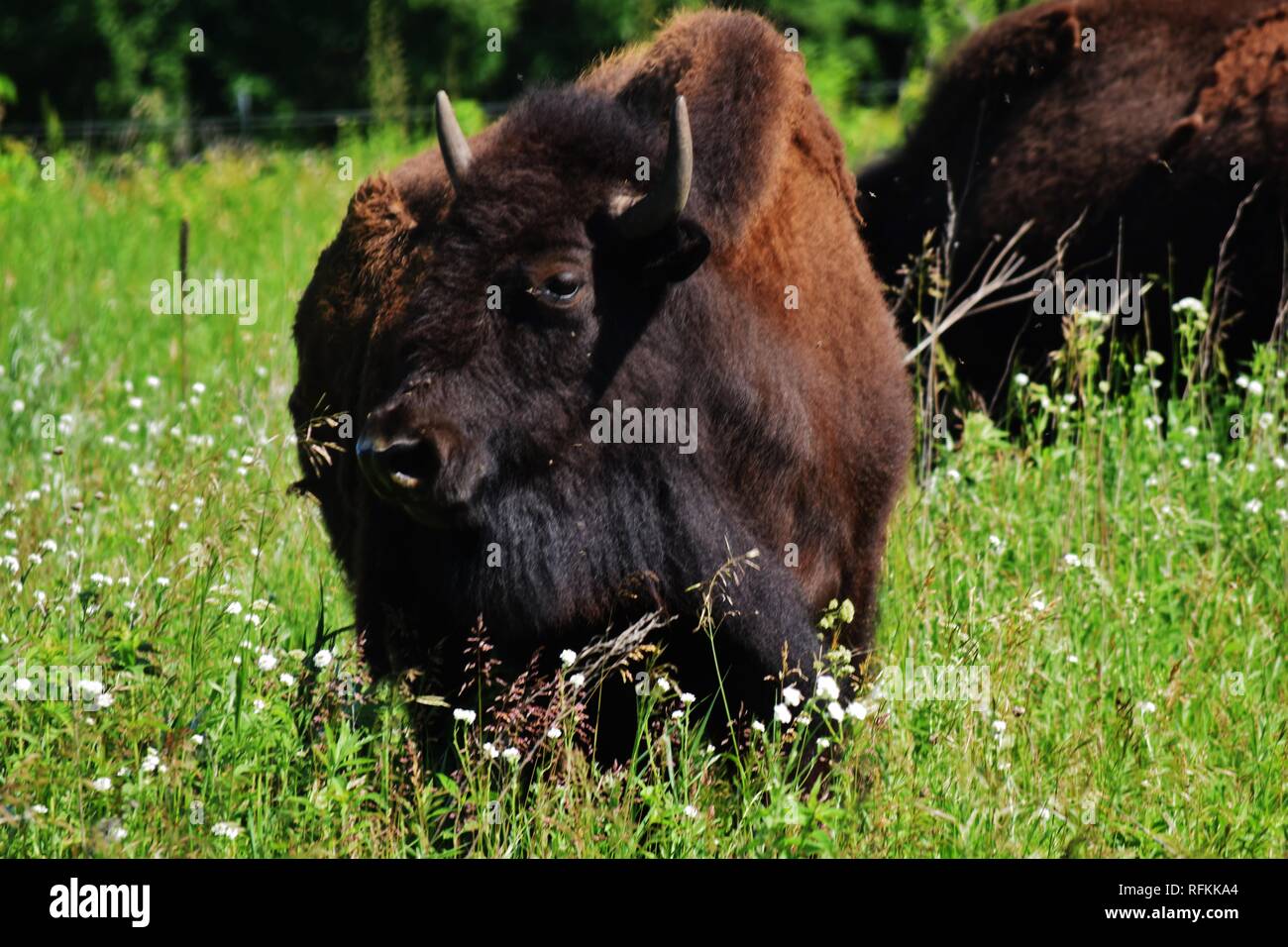 Bisontes americanos de pie en un campo en el Sur de Minnesota Foto de stock