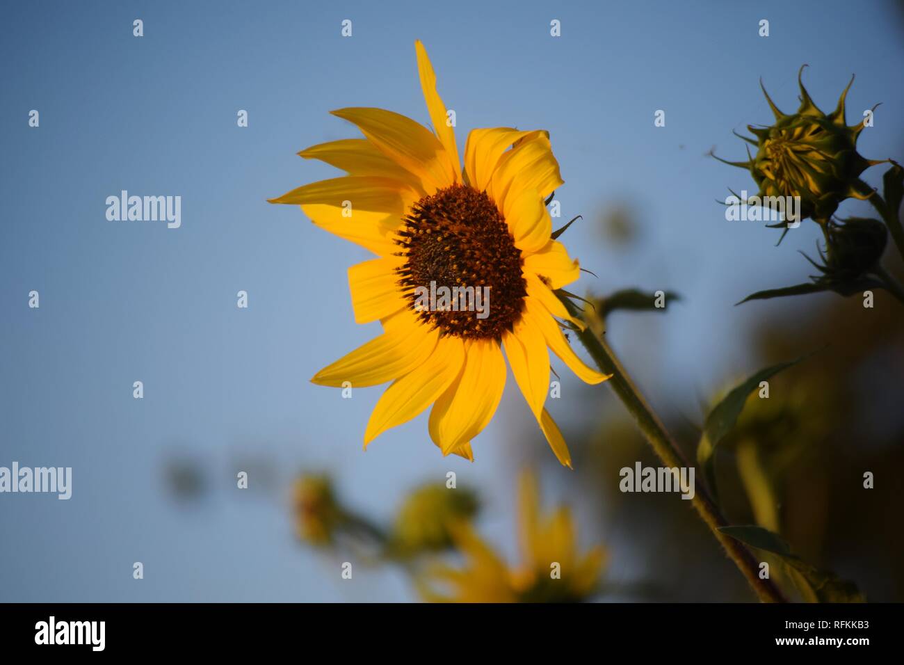 El girasol de la inmersión en el sol Foto de stock