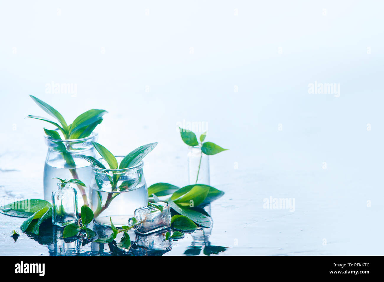 Las plantas verdes en tarros de vidrio cabezal. Claridad y frescura concepto con hojas y agua. Luz de fondo con espacio de copia Foto de stock