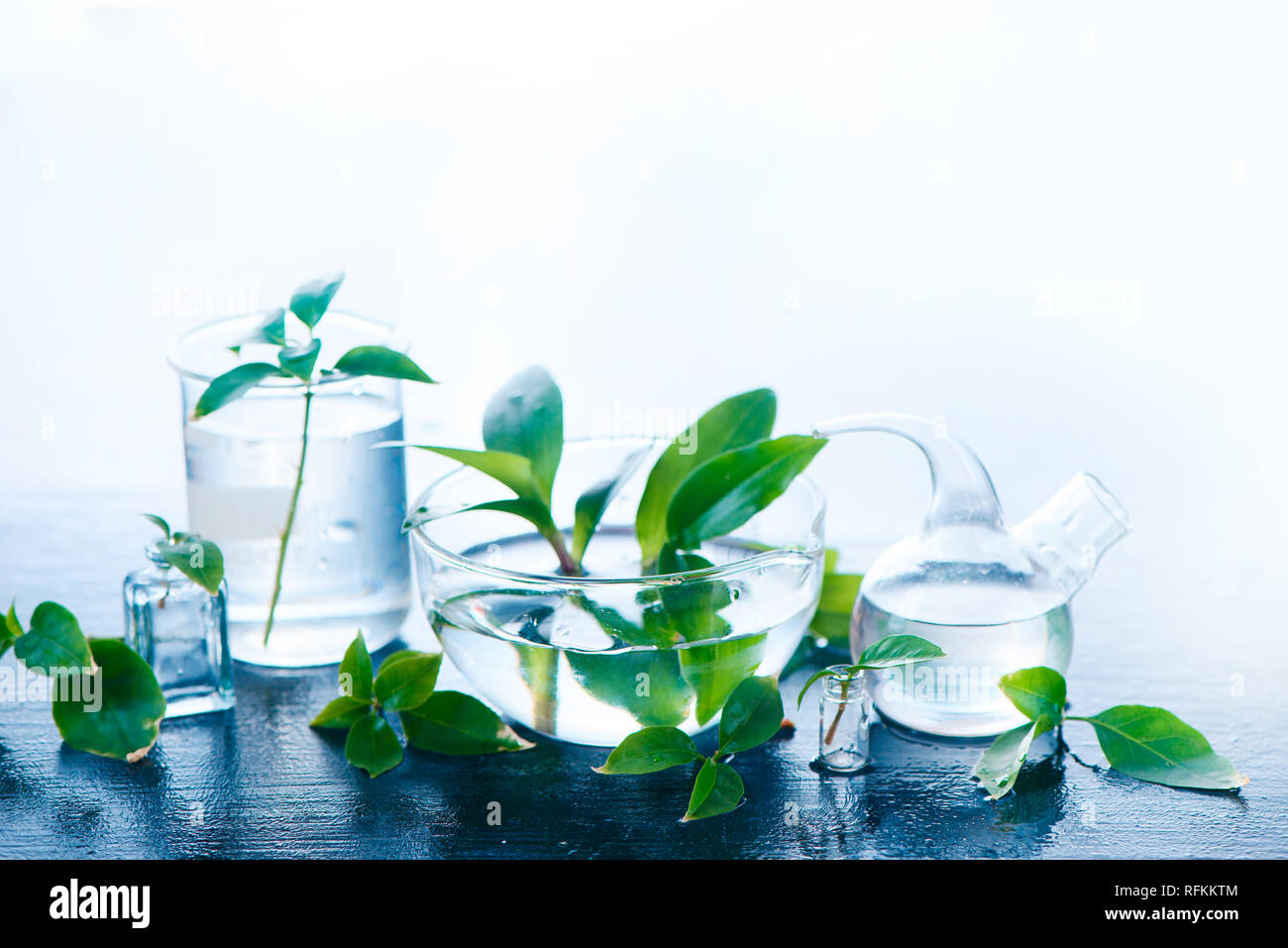 Plantas medicinales en el material de vidrio de laboratorio del cabezal. Perfumes y cosméticos naturales con el concepto de espacio de copia. Foto de stock