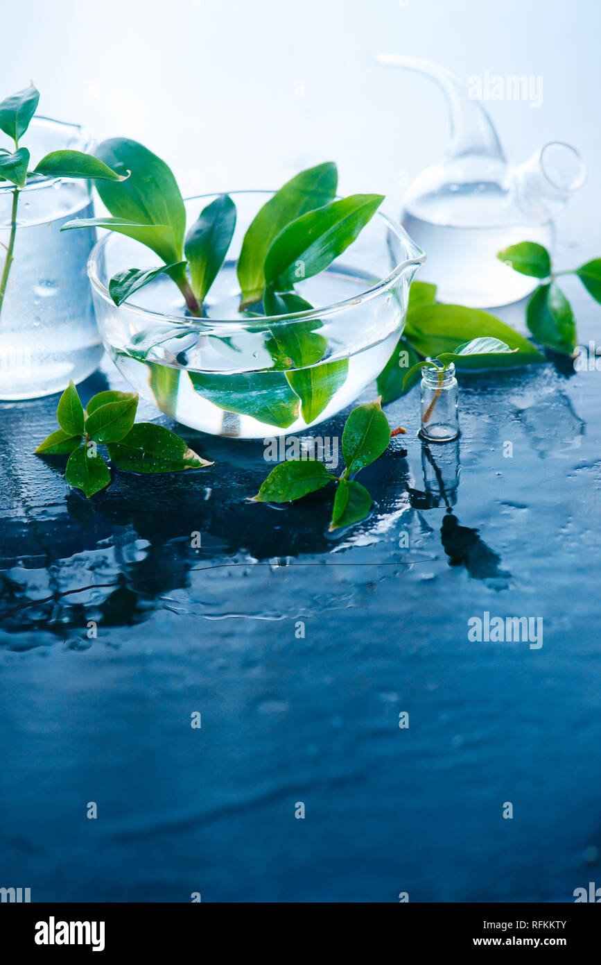 Jarras y vasos de vidrio verde con plantas de primavera. Claridad y frescura concepto con espacio de copia. Laboratorio plassware Foto de stock