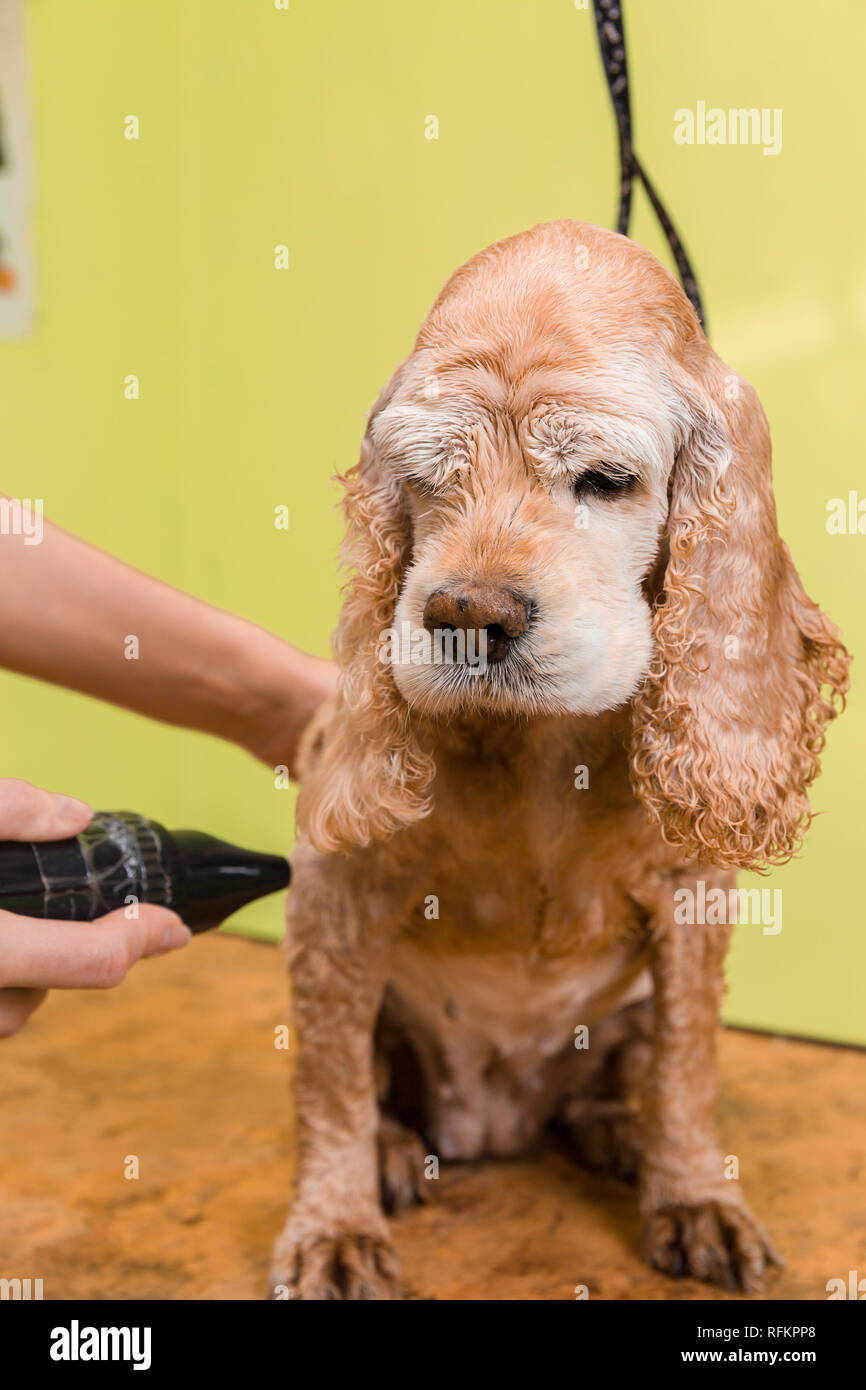 Arreglar el cabello marrón de perro de raza Cocker Spaniel. La afeitadora  utiliza un secador de pelo para secar perro Fotografía de stock - Alamy