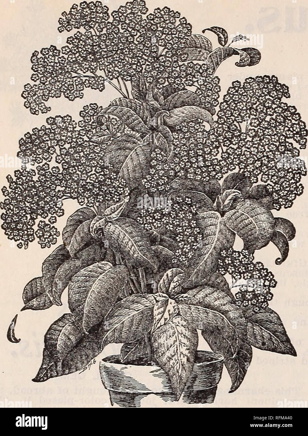 . Joyas florales. Viveros (horticultura) Catálogos de Springfield, Ohio; Plantas ornamentales; flores catálogos catálogos; lámparas (Plantas) catálogos. 52 hermanos McGregor, floristerías, Springfield, Ohio. HELIOTROPE gigante. El Hardy chino. Por favor tenga en cuenta que estas imágenes son extraídas de la página escaneada imágenes que podrían haber sido mejoradas digitalmente para mejorar la legibilidad, la coloración y el aspecto de estas ilustraciones pueden no parecerse perfectamente a la obra original. McGregor Hermanos; Henry G. Gilbert viveros y el comercio de semillas Catálogo Colección. Springfield, Ohio: McGregor hermanos Foto de stock