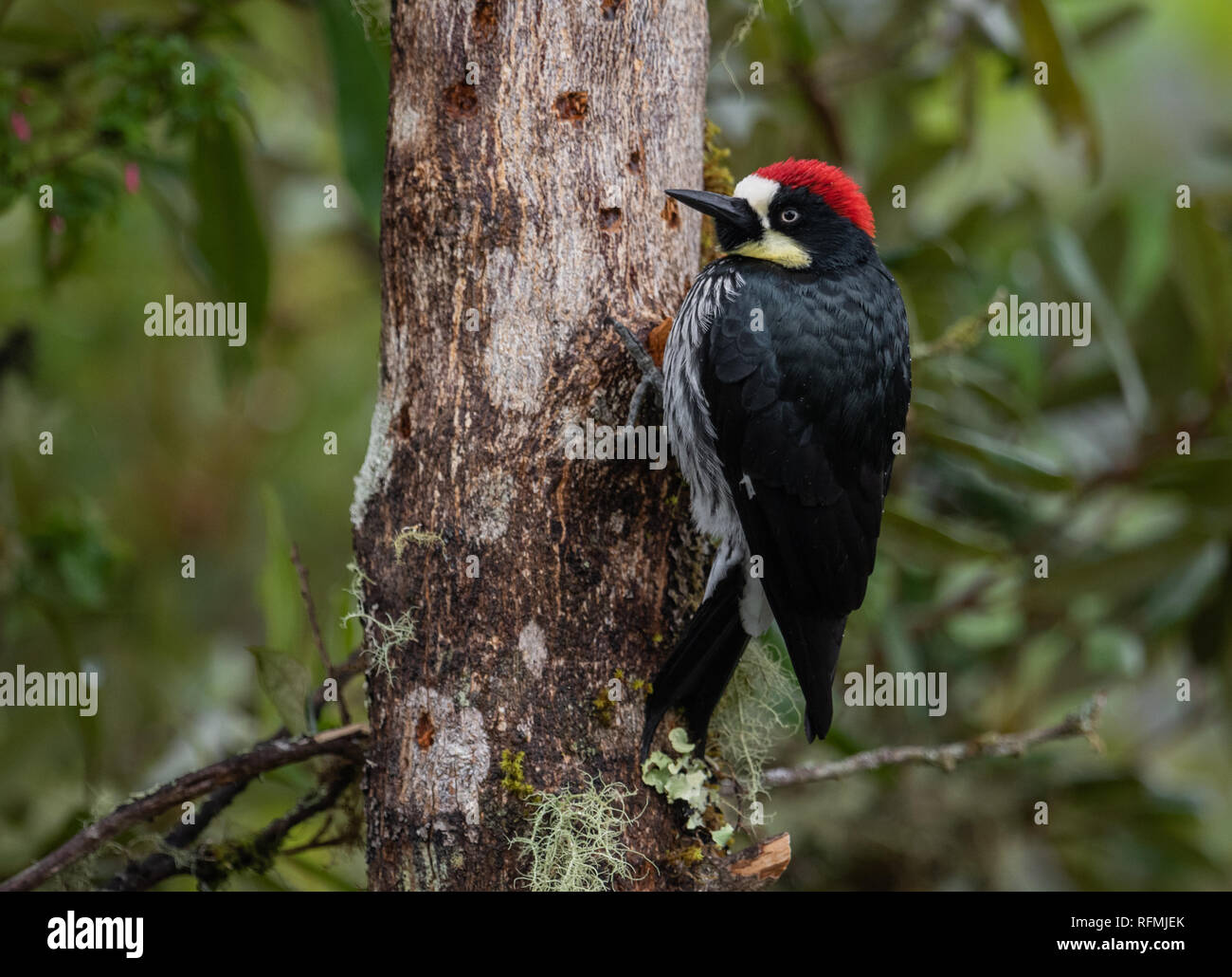 Acorn Woodpecker en Costa Rica Foto de stock