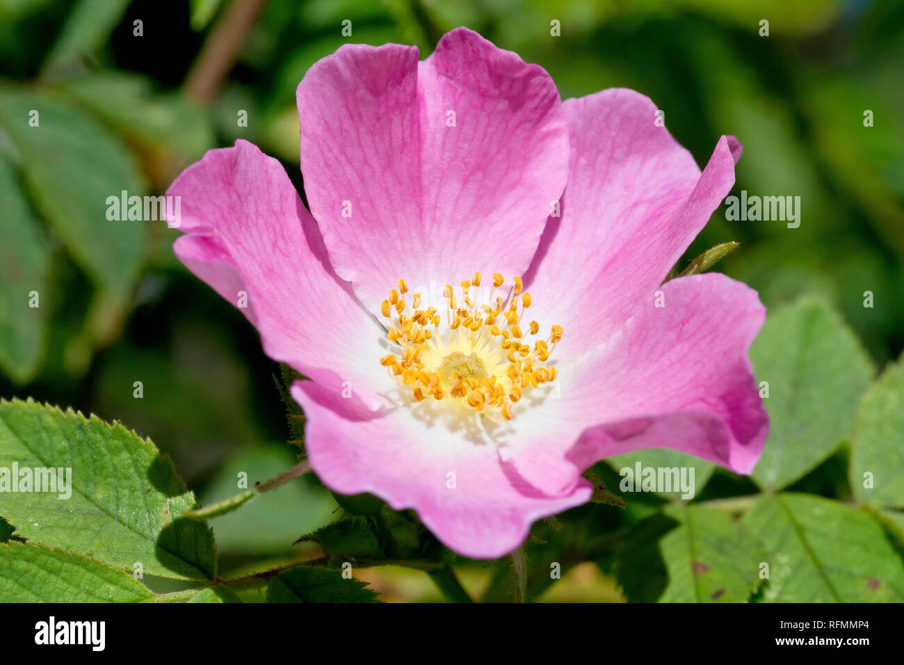 Rosa Silvestre, posiblemente duras Downy Rose (Rosa tomentosa), cerca de una flor solitaria. Foto de stock