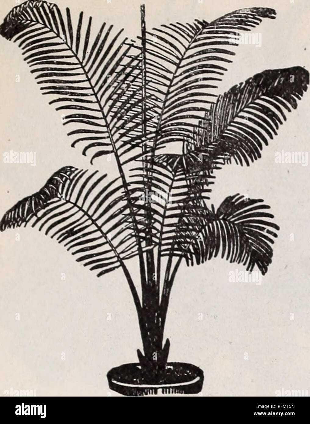 . Joyas florales de invierno para la floración: en otoño de 1899. Viveros (horticultura) Catálogos de Springfield, Ohio; Plantas ornamentales; flores catálogos catálogos; lámparas (Plantas) catálogos. McGregor Hermanos, floristerías, Springfield, Ohio. 29. ...Weddellianao Cocos palmeras... Ahora son indispensables en todas las decoraciones, ya sea para apartamentos, conservato- ries, o para camas tropical en el verano. La siguiente es una lista selecta de los mejores ejemplares, y aquellos que están mejor adaptados para la casa de la cultura. Aviso puede estar bien para afirmar aquí que los jóvenes Palms no resem. ble la ilustración dada, ya que no muestran el Foto de stock