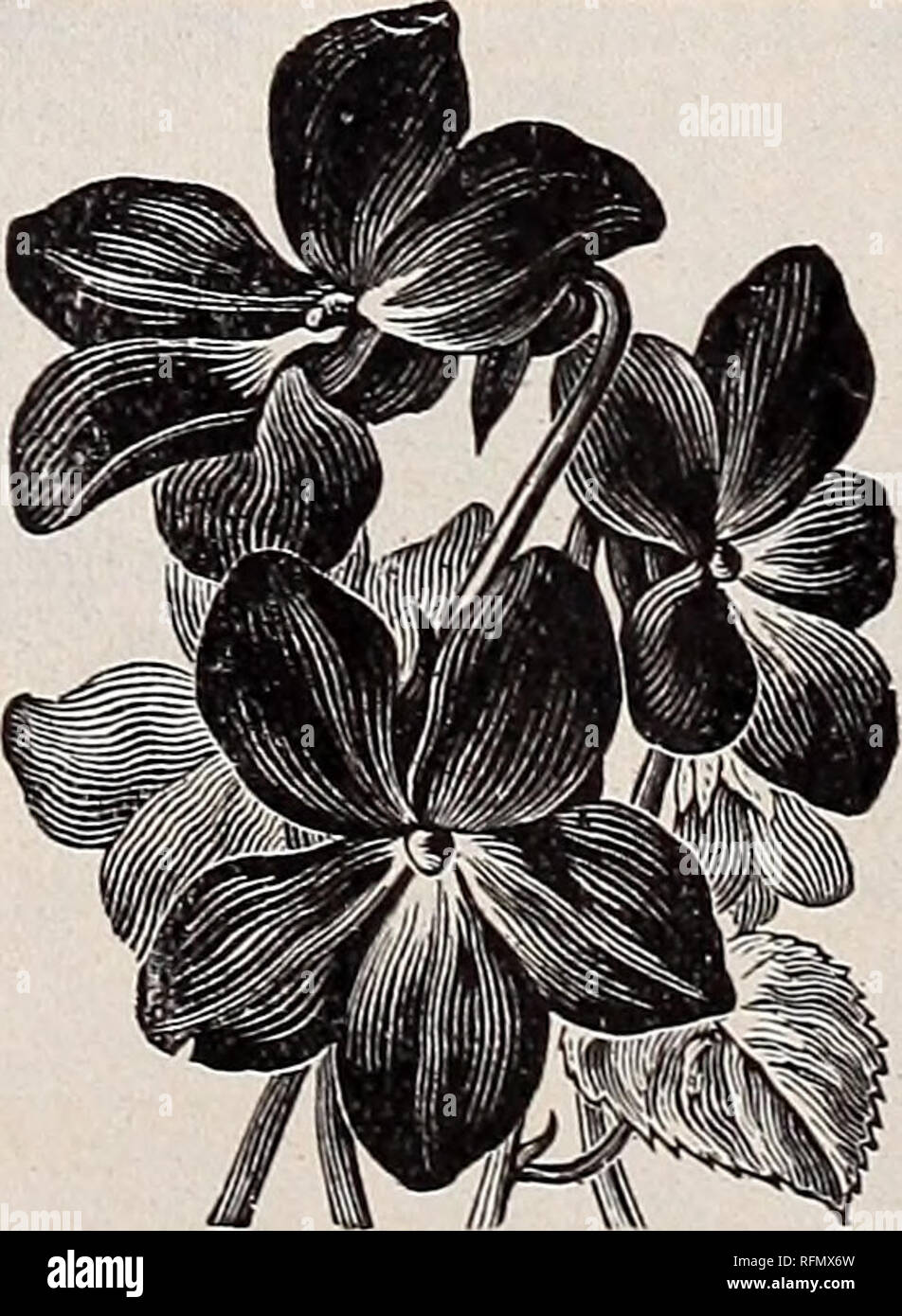 Catalogo De Invernadero De Plantas Utiles Y Ropa De Cama Viveros De Gainesville Georgia Catalogos Catalogos De Semillas De Flores Rosas Catalogos Plantas Ornamentales Catalogos Mammoth Verbenas Verbena Mammoth Con La Catalogo De Invernadero De Plantas Utiles Y Ropa De Cama Viveros De Gainesville Georgia Catalogos Catalogos De Semillas De Flores Rosas Catalogos Plantas Ornamentales Catalogos Mammoth Verbenas Verbena Mammoth Con La