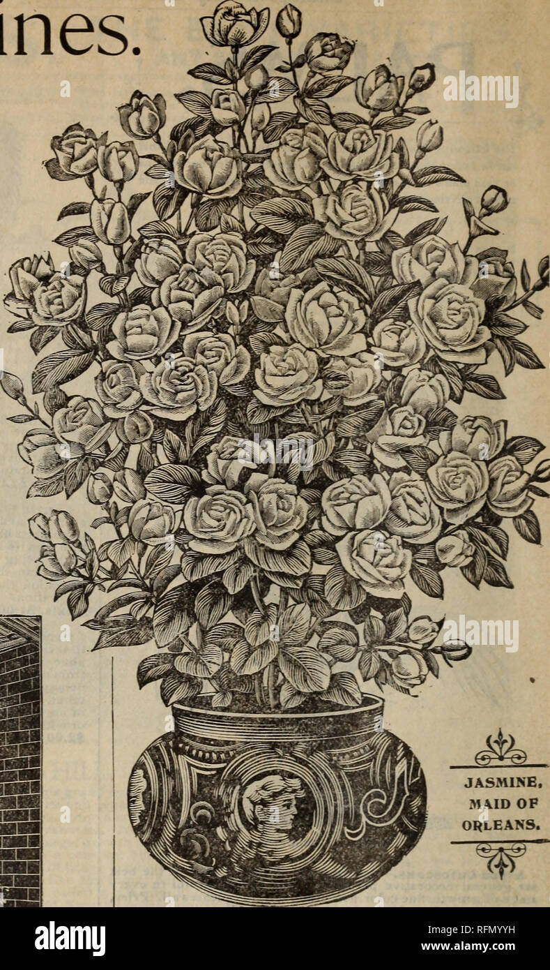Scott/'s Rosas anuncio Aspecto Vintage Retro Letrero de Metal Placa ramo floral de flores