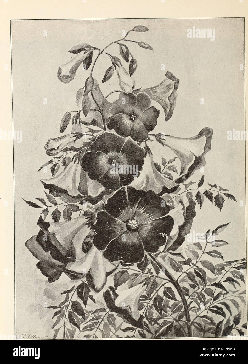 . General ilustrada y catálogo descriptivo de nuevo, plantas raras y valiosas. Viveros (horticultura) en Nueva York (estado) New Rochelle catálogos; viveros (horticultura) Catálogos de Wisconsin; Plantas ornamentales; catálogos de lámparas (Plantas) Catálogos catálogos; flores; catálogos de plántulas de árboles, arbustos; fruto catálogos catálogos. TECOMA (UIGNONIA) PK.i-xox CRANDii-i.oKA. Un iiew plalU iVom Japón. (Ver papi.- 11). Por favor tenga en cuenta que estas imágenes son extraídas de la página escaneada imágenes que podrían haber sido mejoradas digitalmente para mejorar la legibilidad, la coloración y el aspecto de estas ilustraciones pueden no estar perfectamente Foto de stock