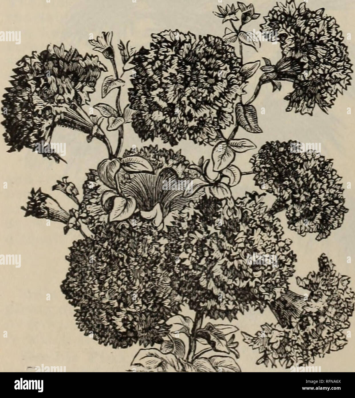 Catálogo de plantas útiles y ropa de cama de invernadero : primavera-verano  de 1897. Viveros (horticultura) Georgia Gainesville catálogos; Rosas;  flores catálogos catálogos. CYPERUS, sombrilla. PALM. Paraguas de Palm. La  planta