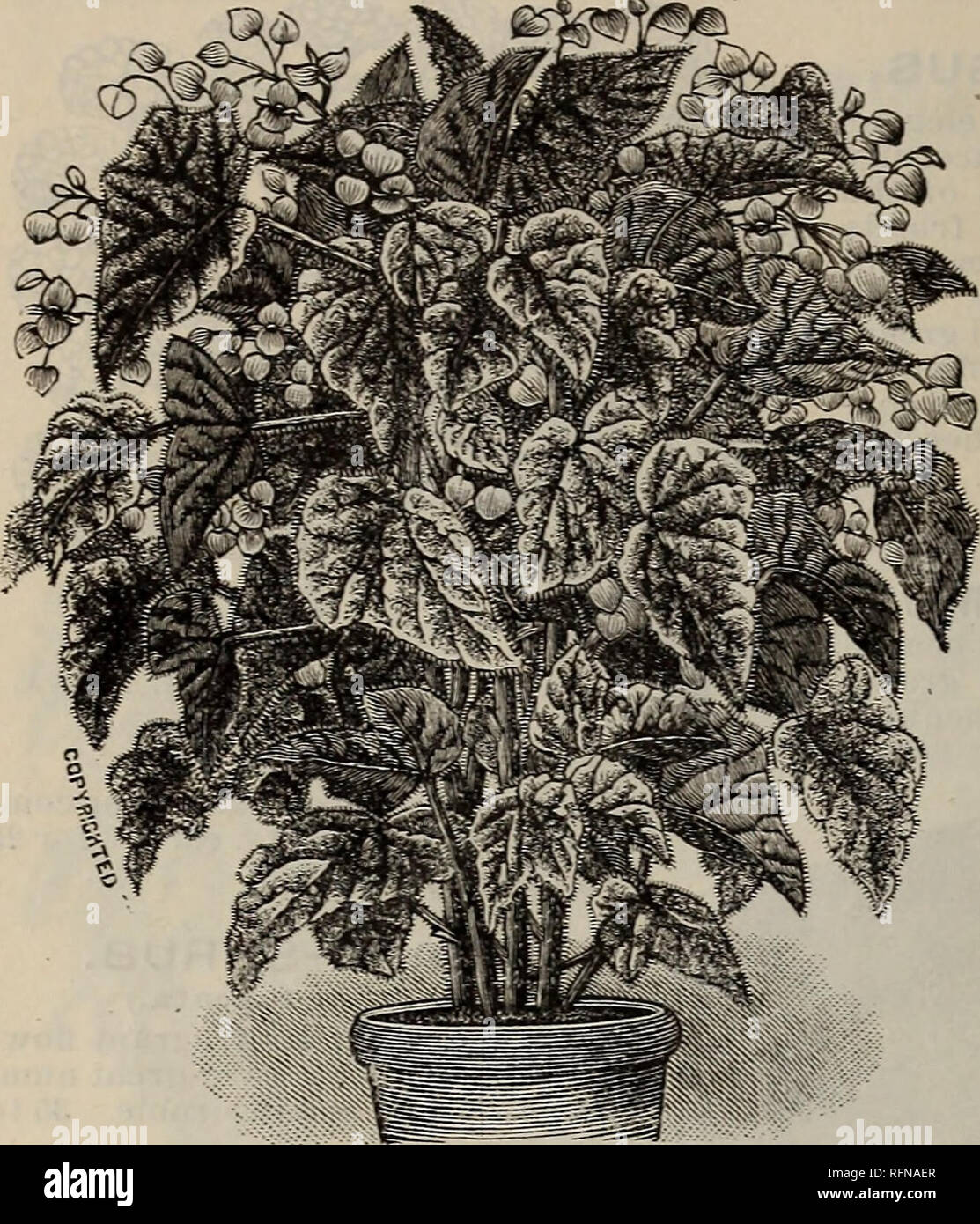Catálogo de plantas útiles y ropa de cama de invernadero : primavera-verano  de 1897. Viveros (horticultura) Georgia Gainesville catálogos; Rosas;  flores catálogos catálogos. 22 J. E. Jackson, Gainesville, Georgia. BEGONIA  Metallica.