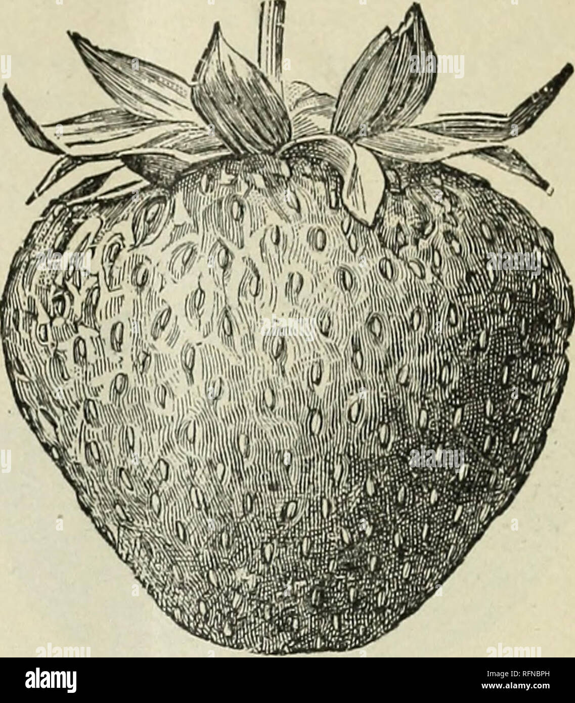 Catálogo de fresas, frambuesas, moras, uvas, Hot House y plantas de la  verdura. Viveros (horticultura) Catálogos de Pennsylvania; viveros  Catálogos de Pennsylvania; fresas semillas Catálogos de Pennsylvania;  semillas de flores Catálogos
