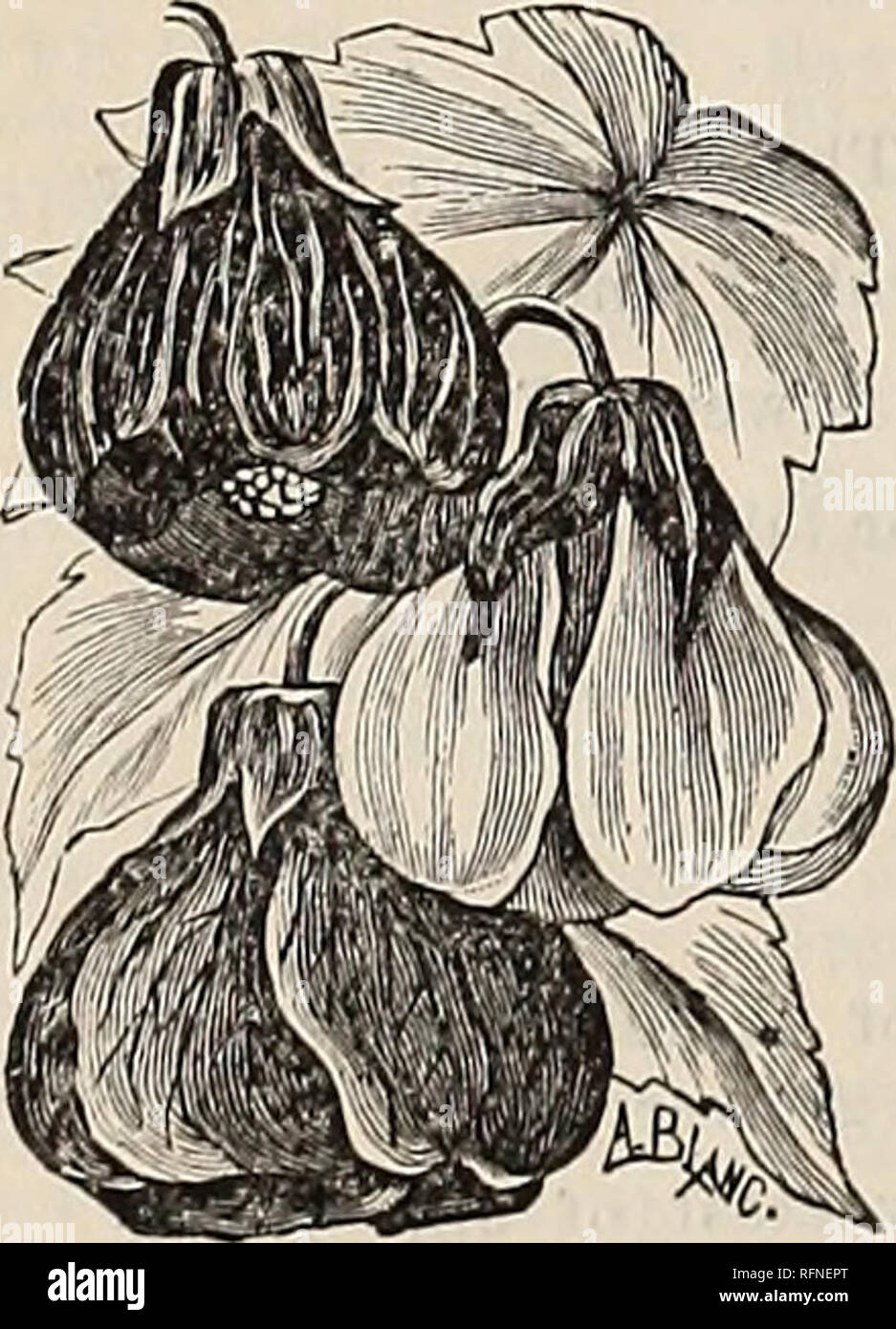 Catálogo Ilustrado de plantas, bulbos, árboles, etc.. Viveros  (horticultura) Catálogos de Louisville Kentucky; Plantas ornamentales;  flores catálogos catálogos; catálogos de plántulas de árboles frutales;  catálogos. ABUTILOIV. Hard-invernadero boscoso ...